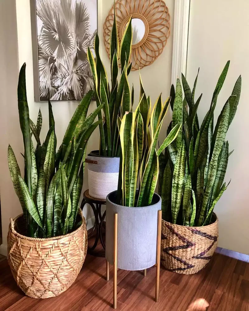 A Collection for Novice Plant Lovers