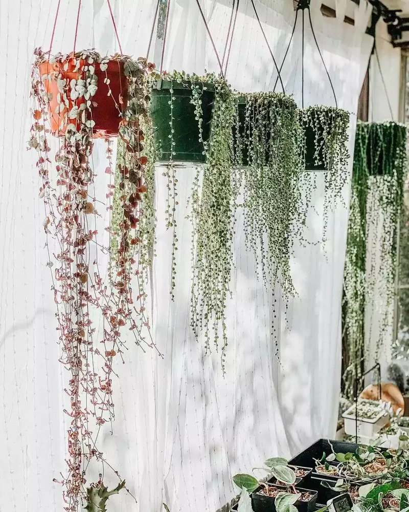 A Curtain of Trailing Vines