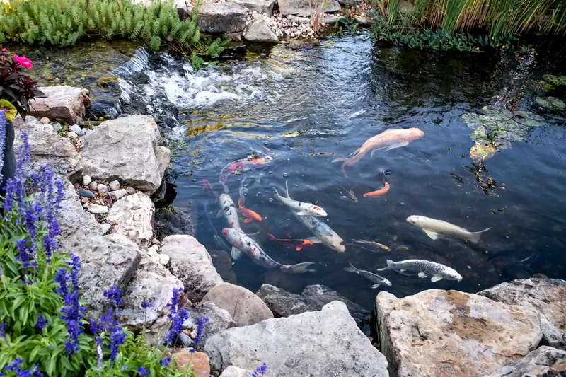 44 Stunning Water Feature Ideas to Transform Your Yard 21 A Soothing Koi Pond