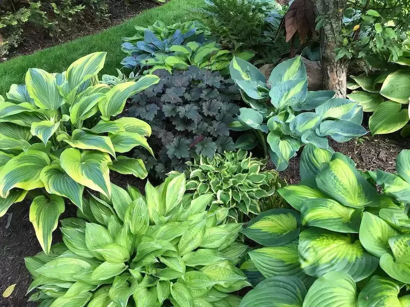 12 Hosta Garden Ideas to Transform Your Outdoor Space 2 Achieve Balanced Design