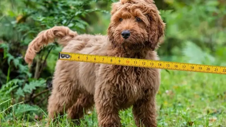 Add A Few Inches To The Dog’s Measurement