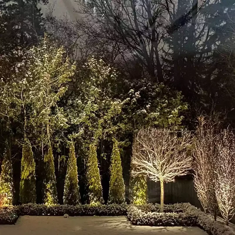 Arborvitae Illumination