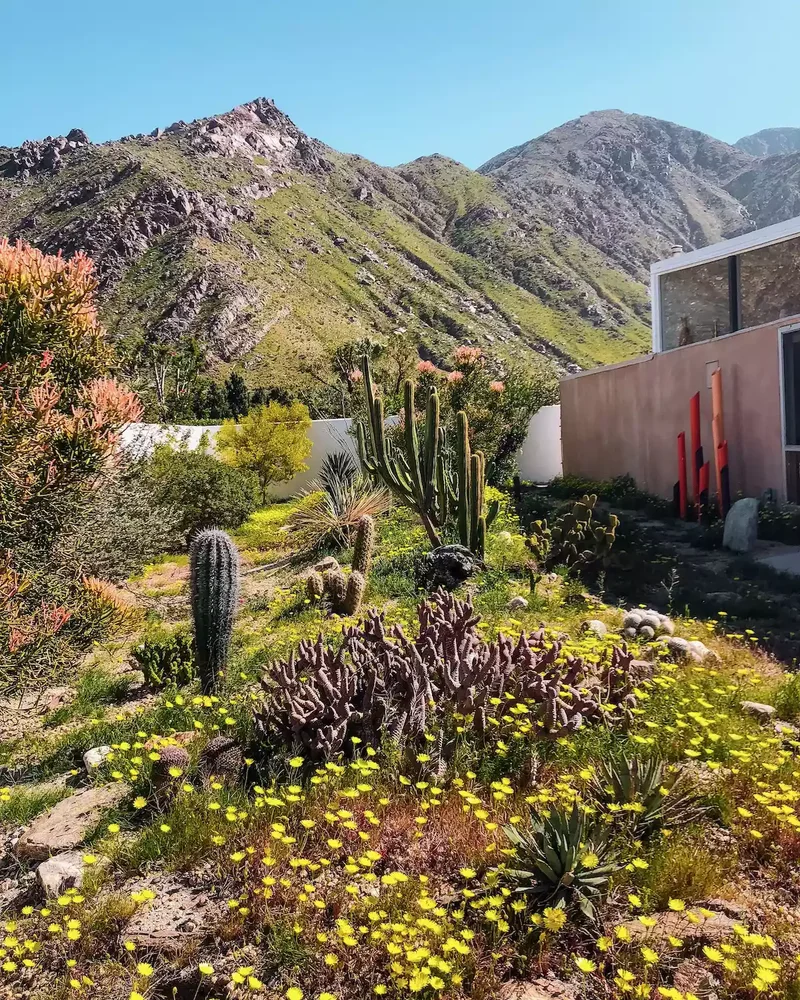 52 Beautiful Backyard Landscaping Ideas for Your Home 40 Backyard Cactus Garden