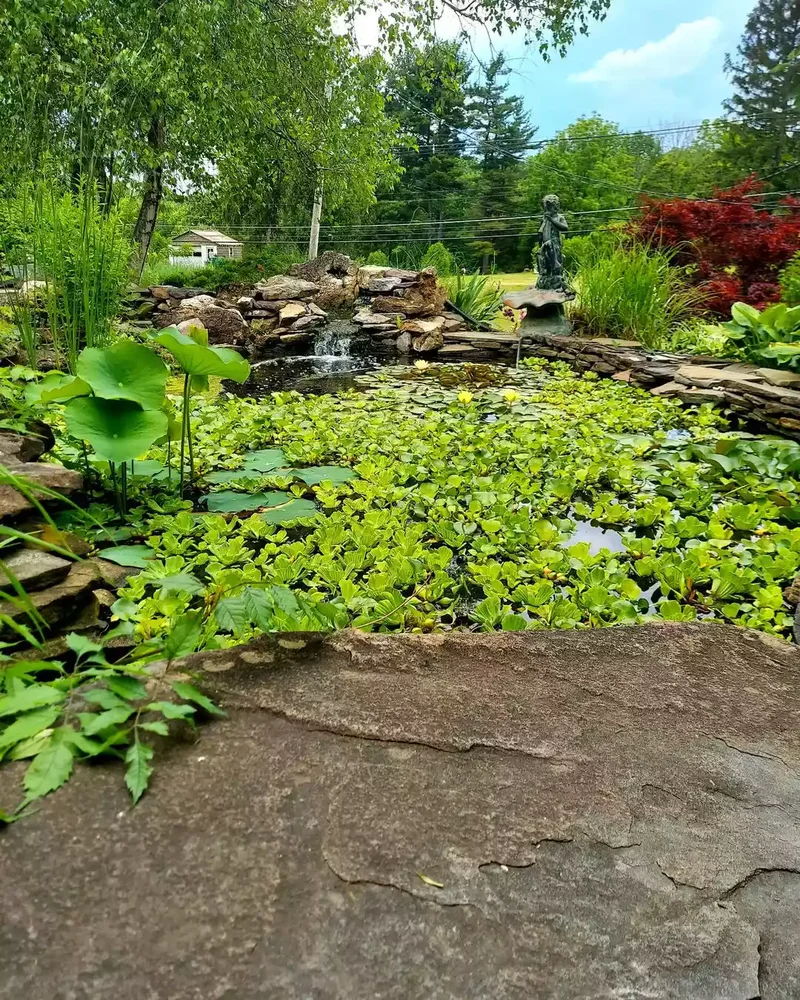 Brimming with Pond-Friendly Plants