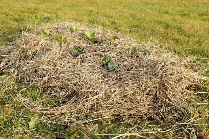 22 Winter Garden Projects That'll Inspire Cold-Weather Planting 10 Build New Beds