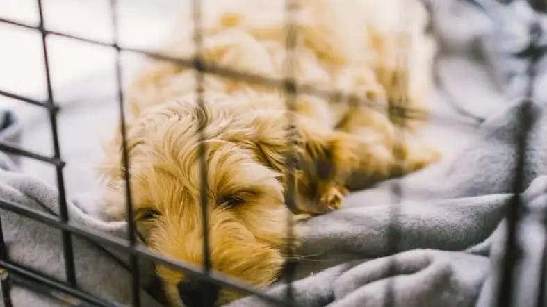 Cockapoo Crate Locking Mechanism