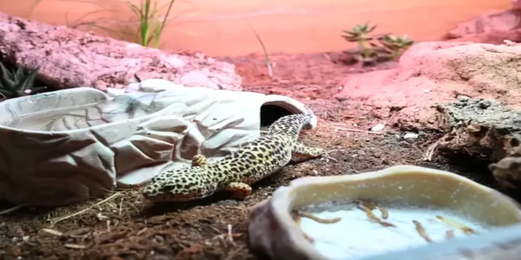 Common Mistakes to Avoid When Choosing a Leopard Gecko Tank