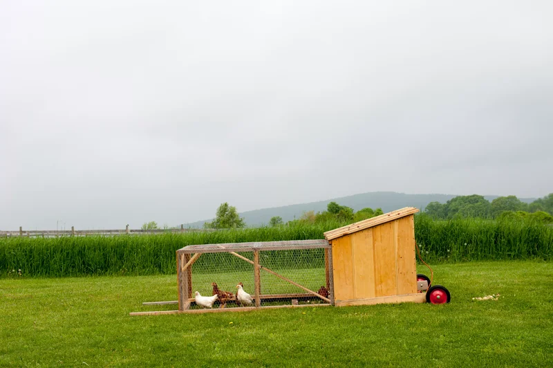 Consider a Chicken Tractor
