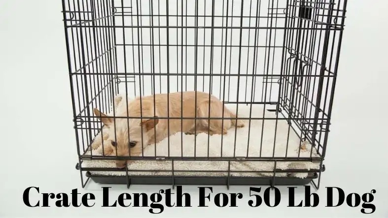Crate Length For 50 Lb Dog