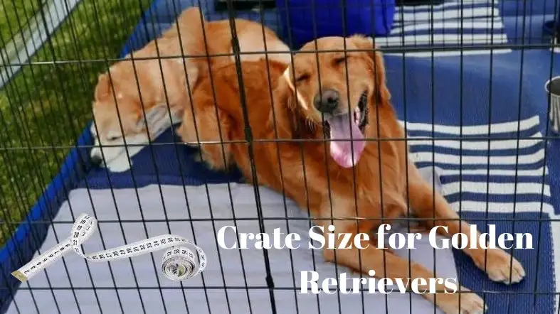 Crate Size for Golden Retrievers