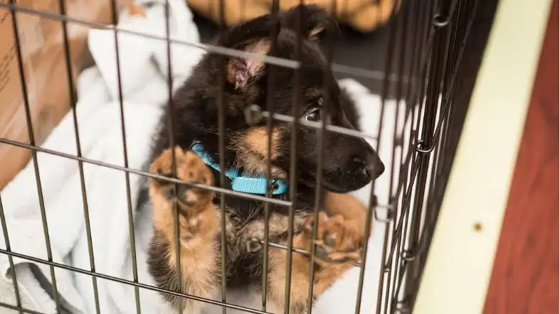 Crate Training