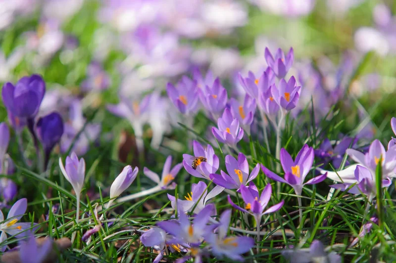 Crocuses