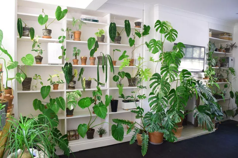 Decorative Plant Shelfs