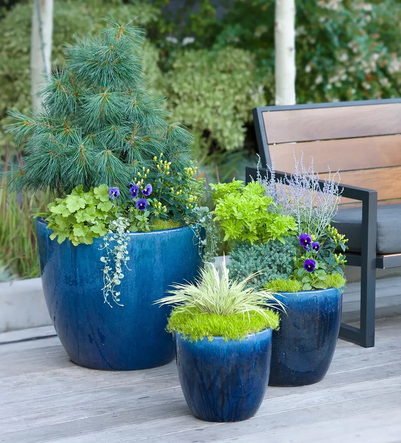 Display Colorful Potted Plants