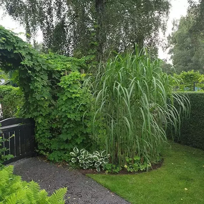 82 Stunning Front Yard Landscaping Ideas to Try This Spring 78 Dramatic Privacy Grass