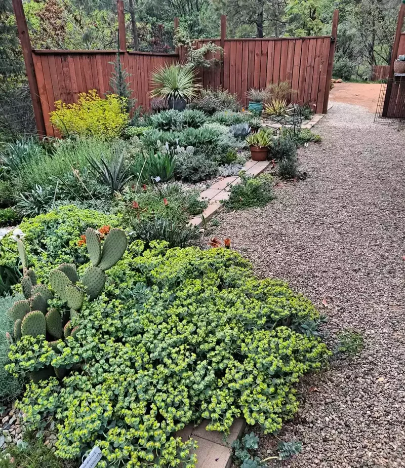 52 Beautiful Backyard Landscaping Ideas for Your Home 31 Easy Desert Borders
