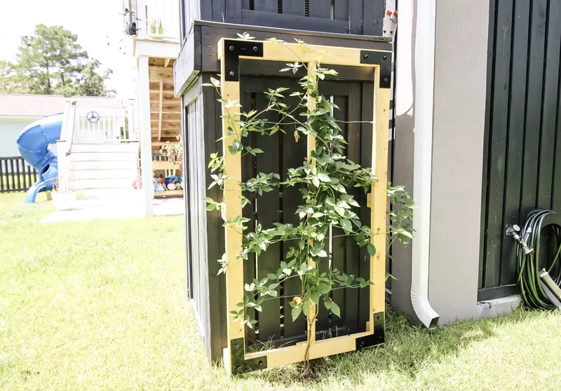 35 Garden Trellis Ideas for Beautiful Supported Plants 22 Espalier Trellis