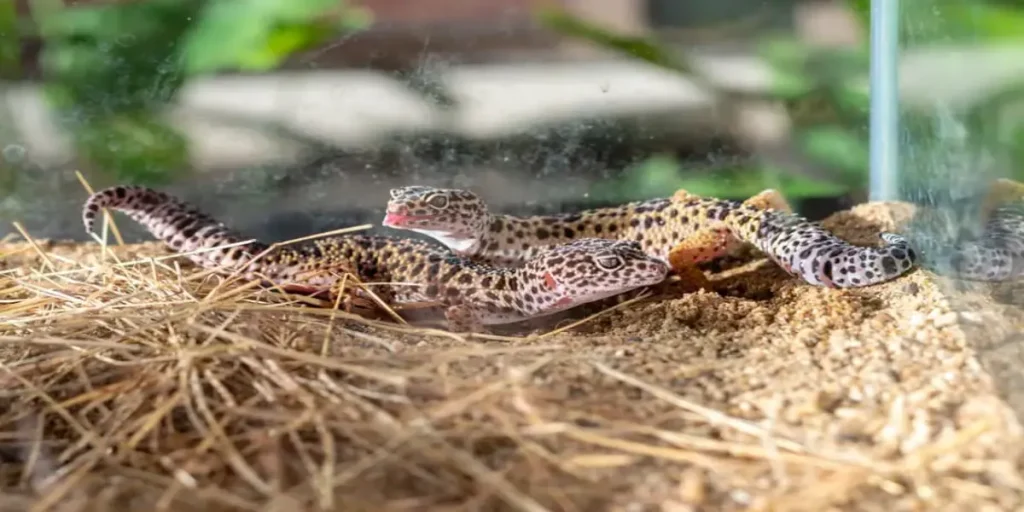 Factors Influencing Tank Size Choice for a Leopard Gecko