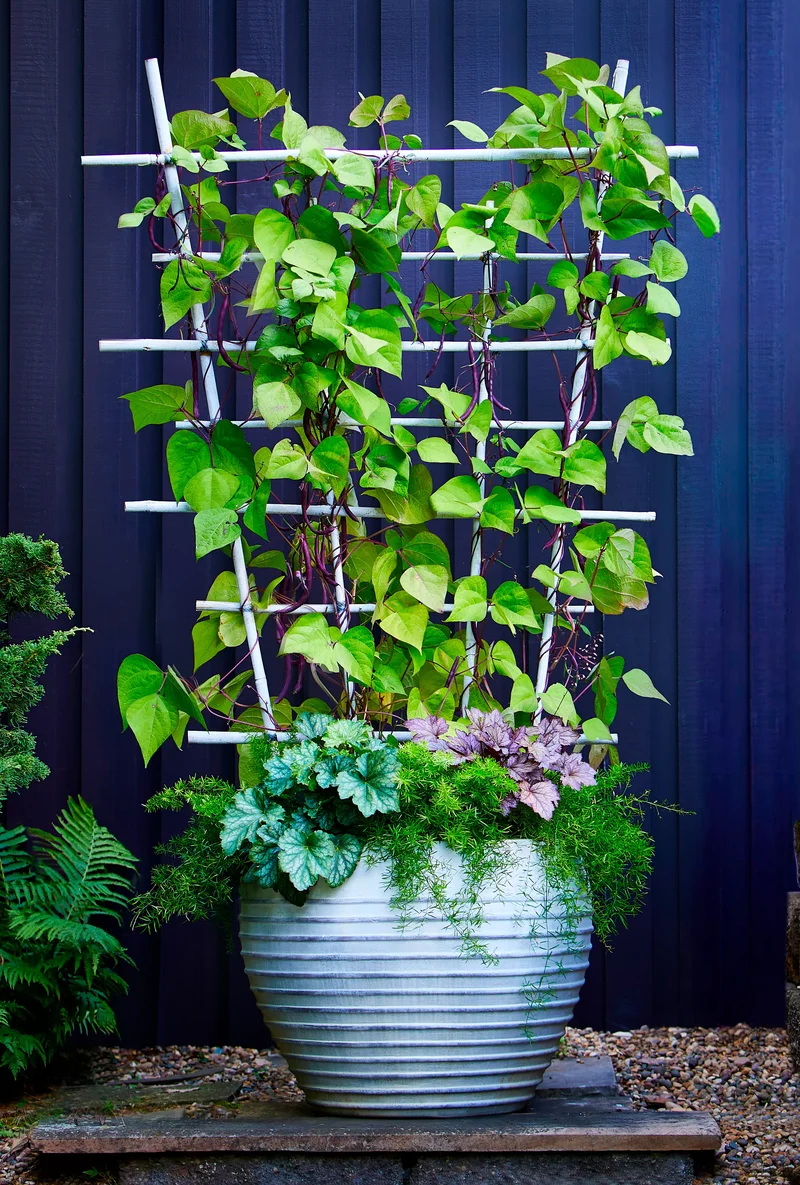 14 Garden Trellis Ideas to Showcase Your Vegetable Plants 2 Fan Out