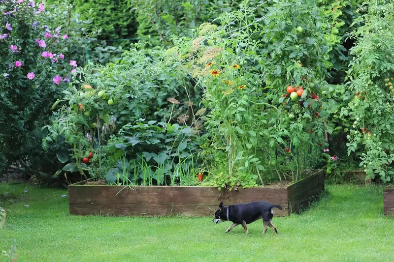 26 Vegetable Garden Ideas for Fresh Homegrown Produce 22 Fill a Raised Bed With a Variety of Plants