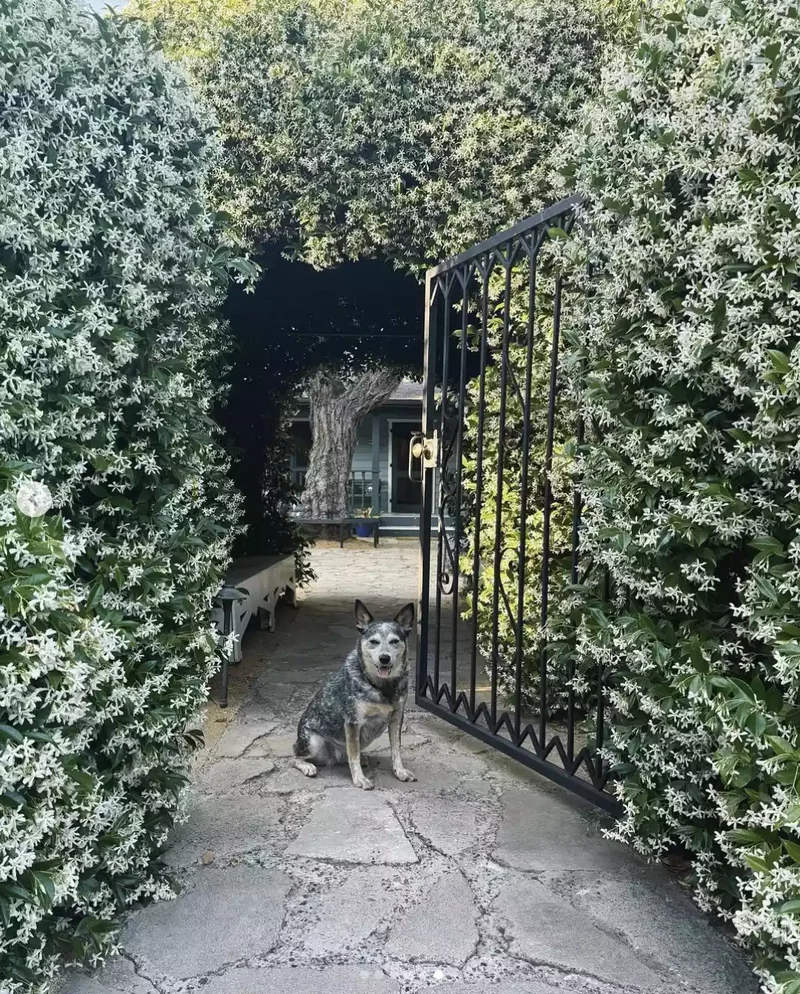 57 Stunning Garden Decor Ideas to Transform Your Outdoor Space 38 Form a Floral Tunnel