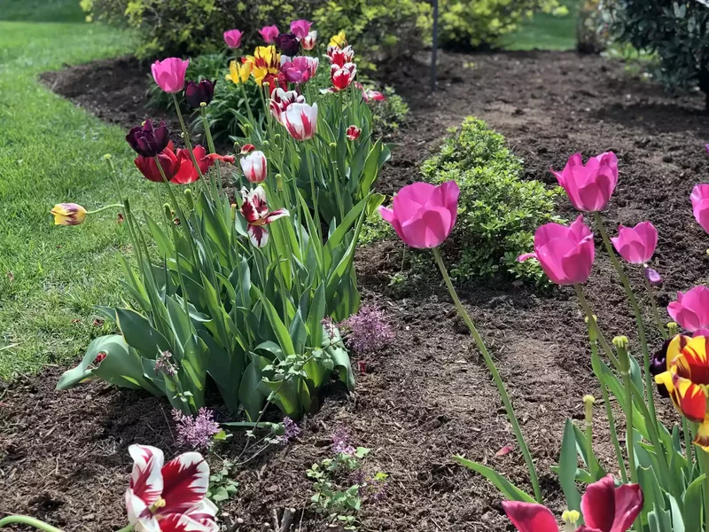 82 Stunning Front Yard Landscaping Ideas to Try This Spring 4 Fresh Dark Mulch in the Front Yard