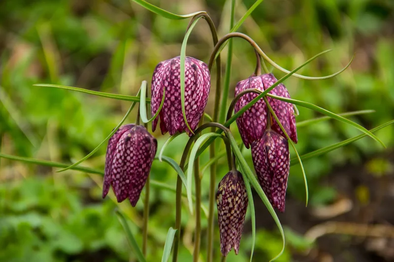 Fritillaria