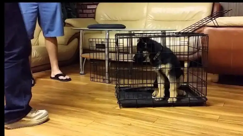 German shepherd Puppy Crate