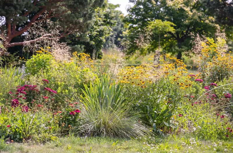 24 Beautiful Desert Landscaping Ideas for Hot Climates 19 Get Drought-Tolerant Ornamental Grass