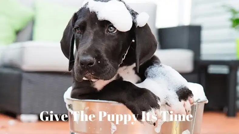 Give The Puppy Its Time