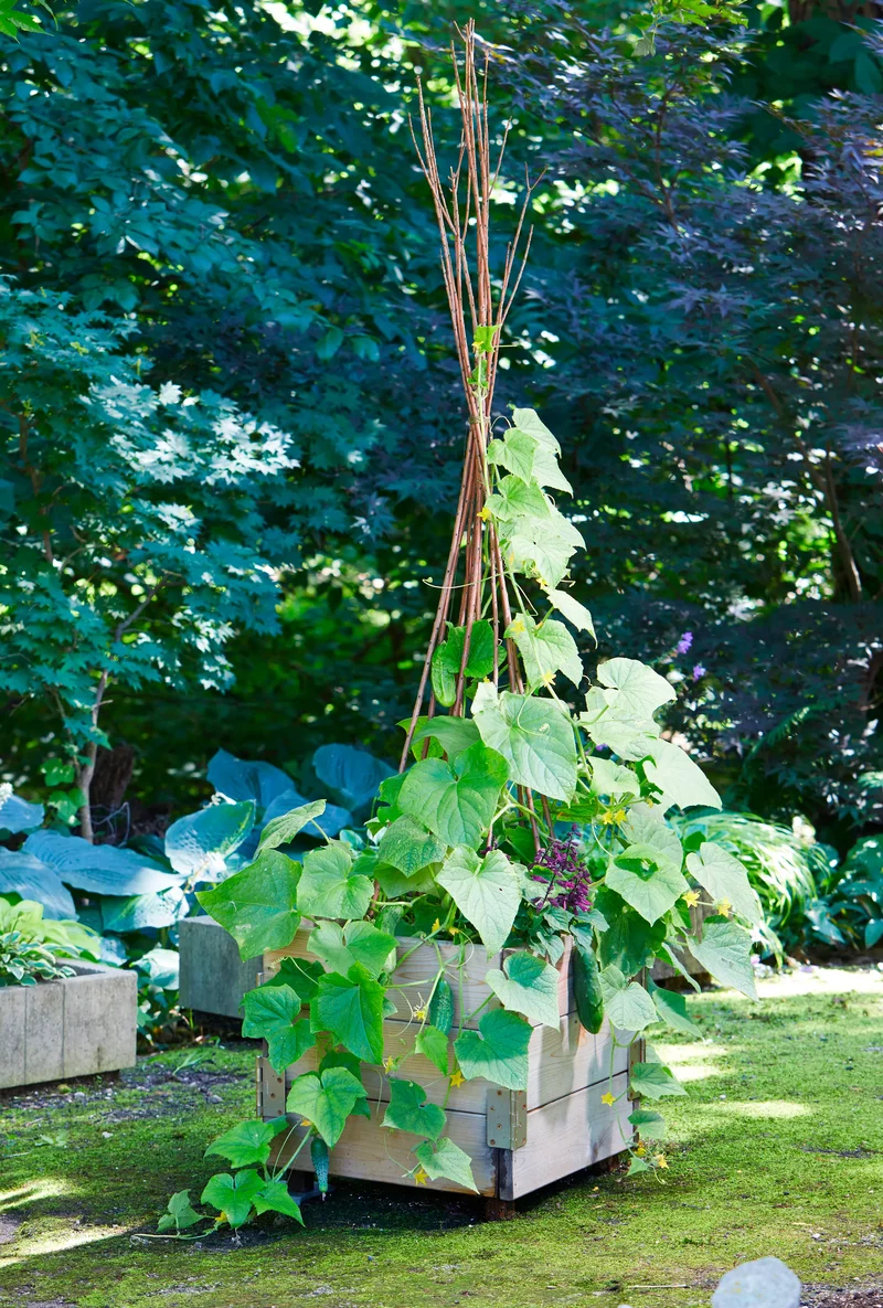 14 Garden Trellis Ideas to Showcase Your Vegetable Plants 5 Go Rustic