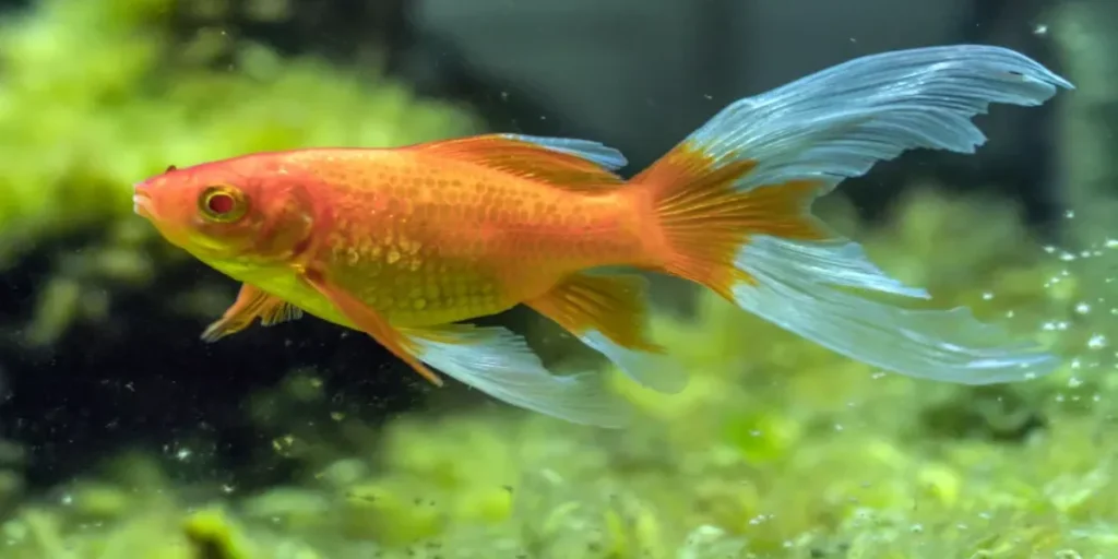 Goldfish Varieties and Their Ideal Living Conditions