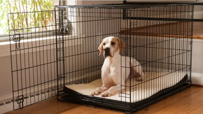 Great Dane Crate Sizes