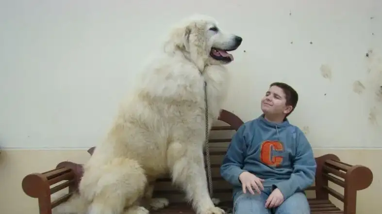 Great Pyrenees dog Length