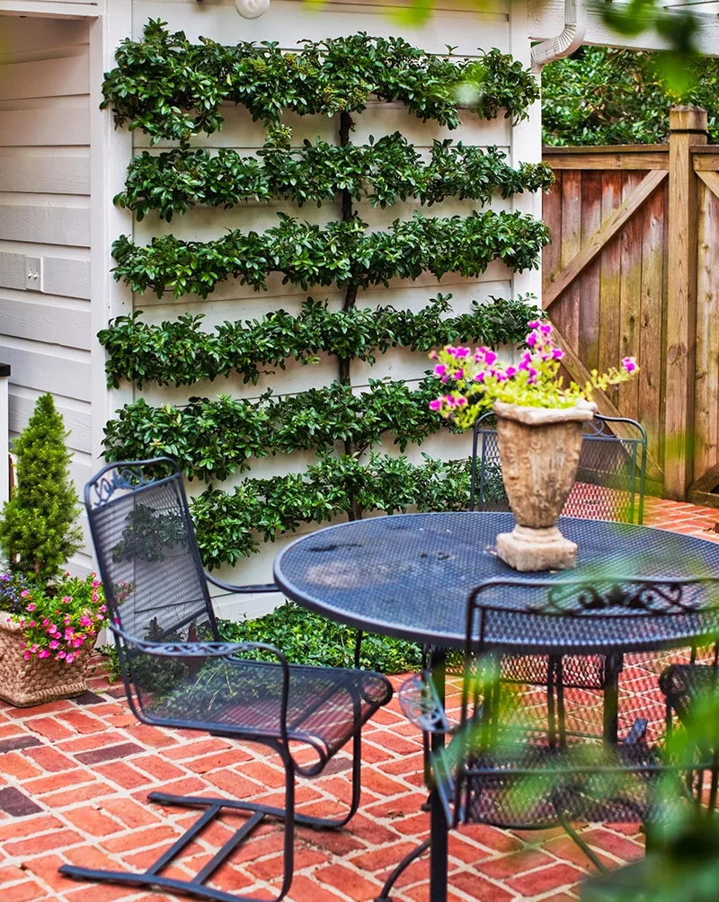 40 Budget-Friendly Backyard Ideas for Any Outdoor Space 7 Grow a Living Fence