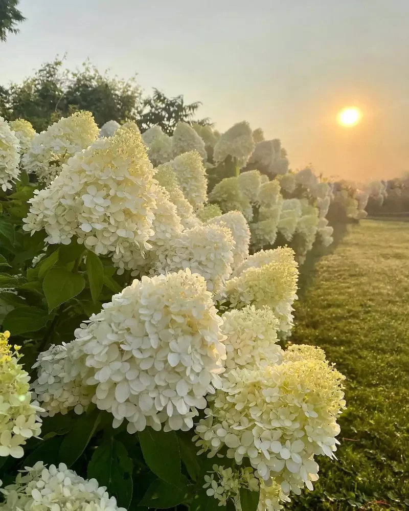 Grow a Row of Peegees