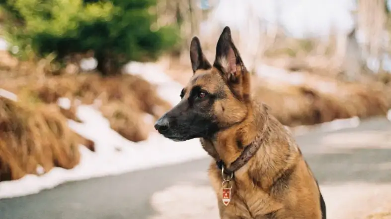 Halter Collars For German Shepherd Puppy