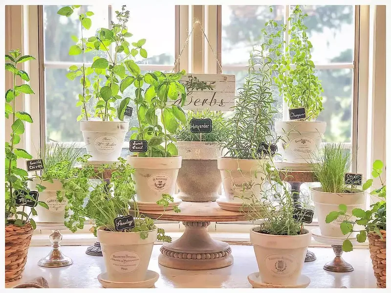 Herb Collection on a Sunny Windowsill