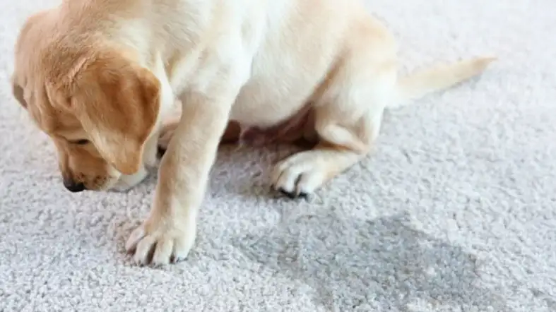 How To Clean Silk Rug From Dog Poop