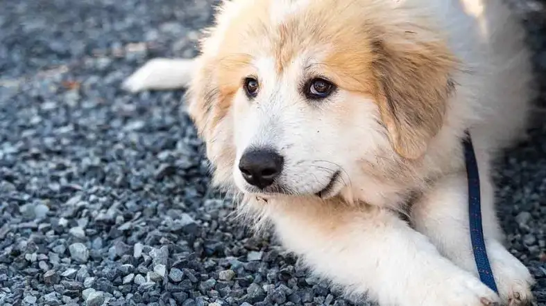 How To Get An Accurate Collar For Your Great Pyrenees 