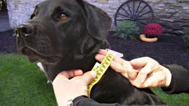 How To Measure The Right Size Collar For Lab Puppy