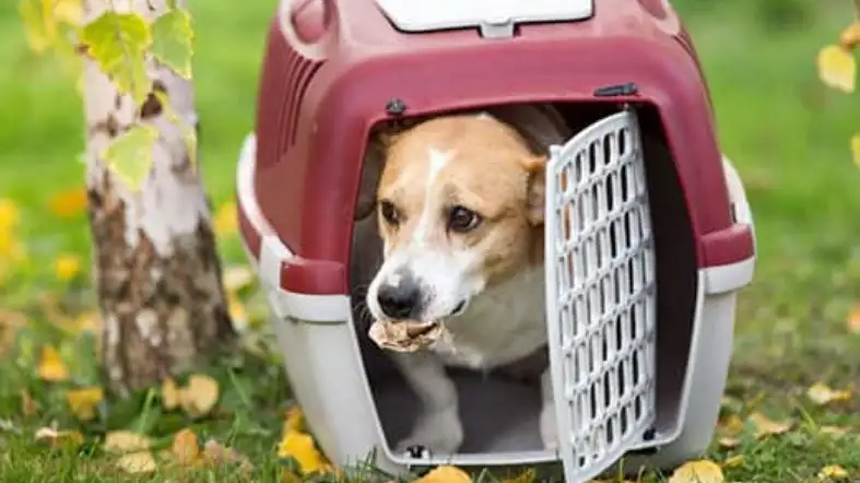 How to Choose the Right size crate for your Jack Russell