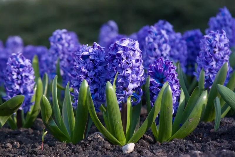 Hyacinths