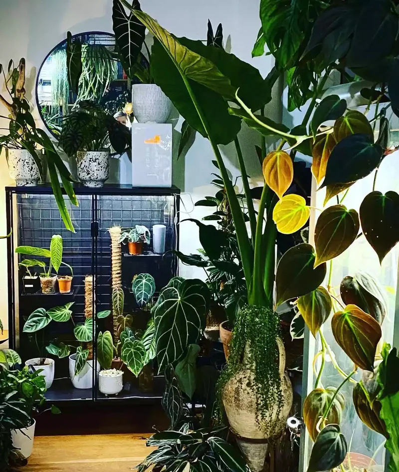 Indoor Greenhouse