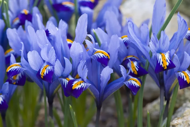 Iris Reticulata