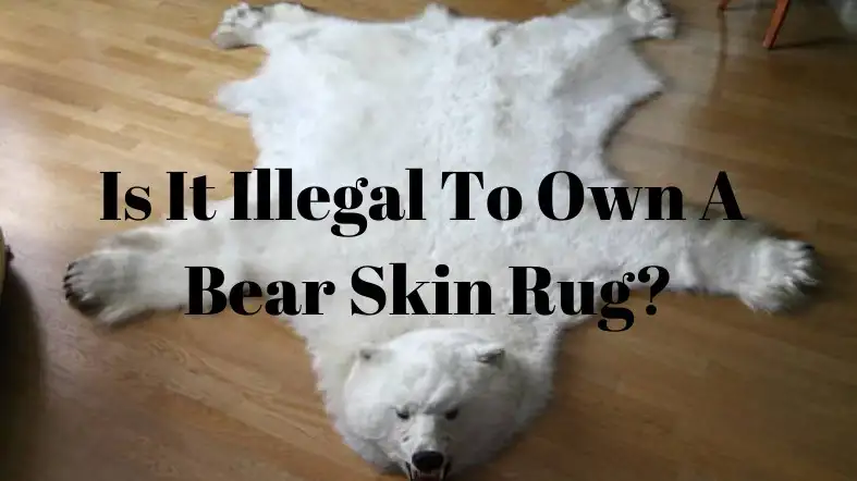 Is It Illegal To Own A Bear Skin Rug