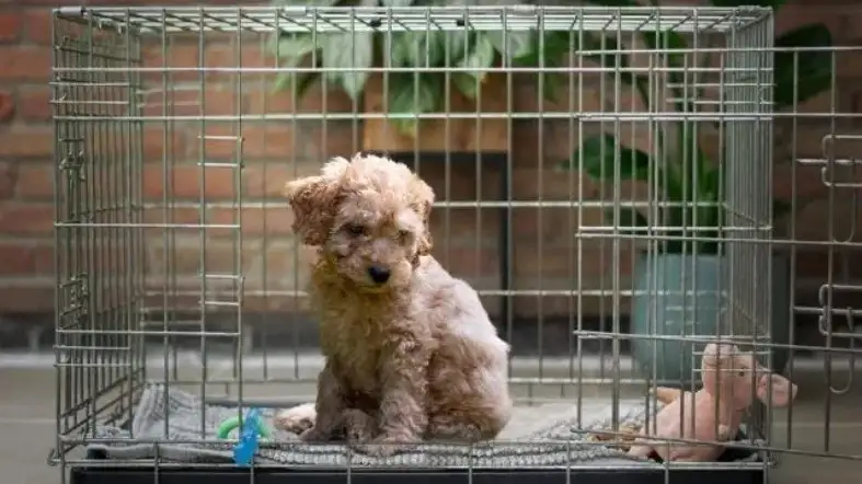 Is It Safe To Use A Crate For Your Cavapoo