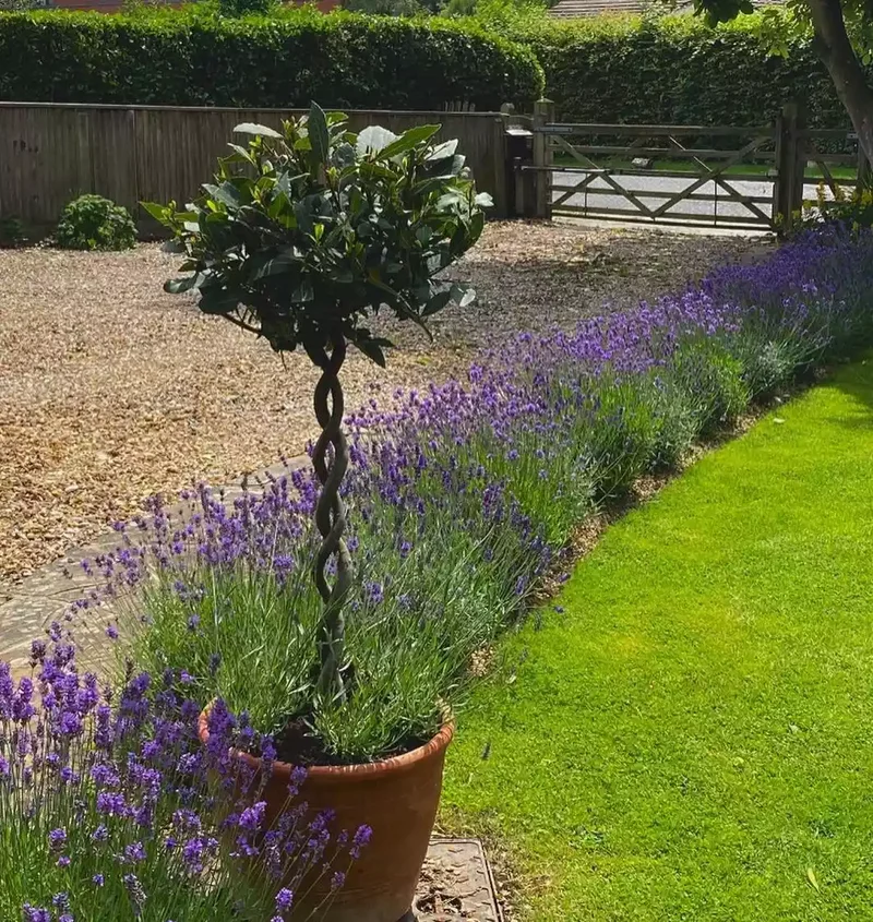 Lavender Hedge Edging