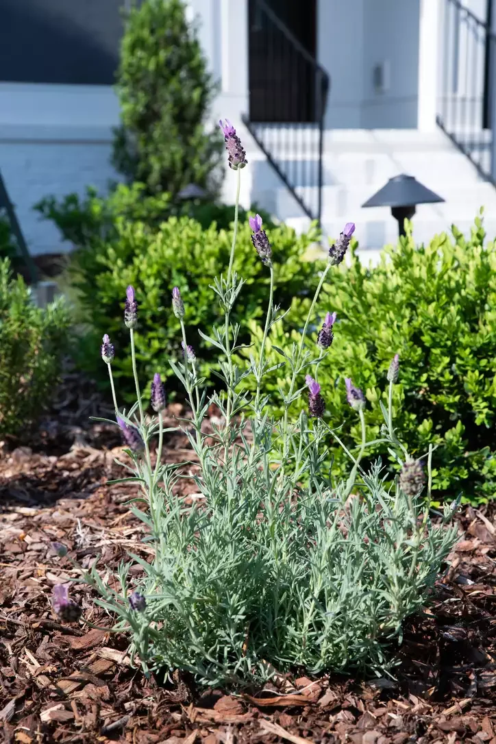 24 Stunning Driveway Landscaping Ideas for Amazing Curb Appeal 17 Lavender Plants