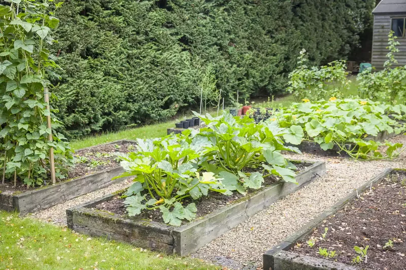 26 Vegetable Garden Ideas for Fresh Homegrown Produce 3 Lay Gravel Paths Around Raised Beds
